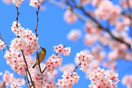 桜