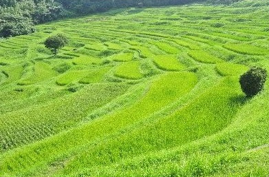 大山の千枚田