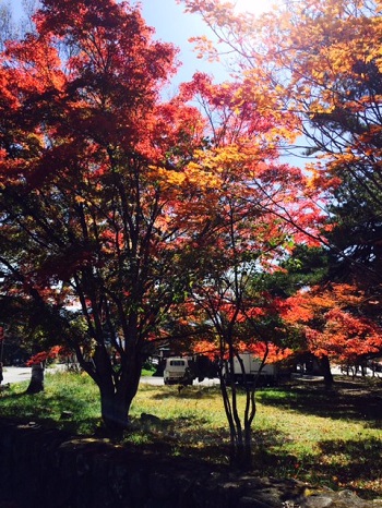 社内研修2015 紅葉