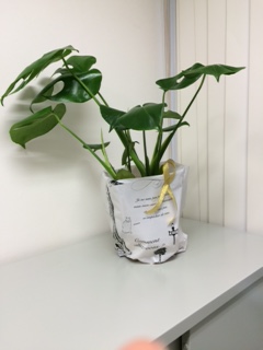 観葉植物